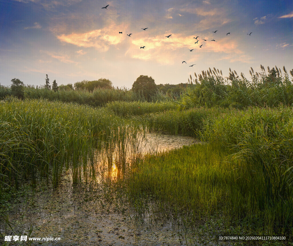 黄昏湿地美景