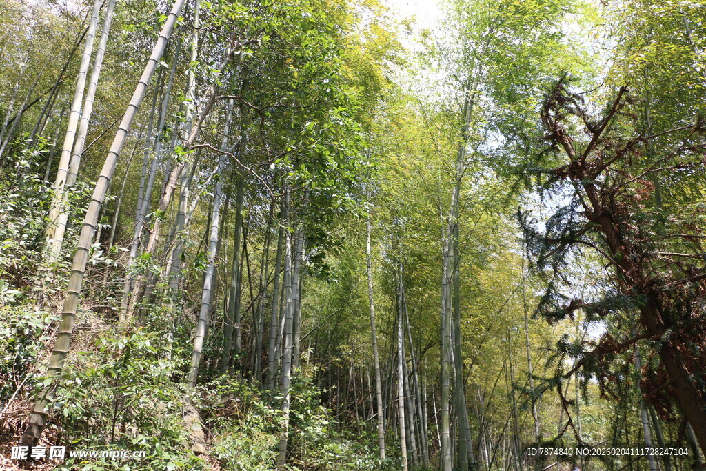 茂密翠绿的山间竹林景观