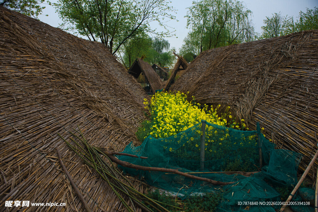 草屋间的金黄花海与绿水