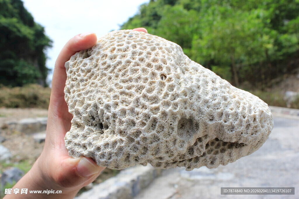 越南手持独特纹理珊瑚标本