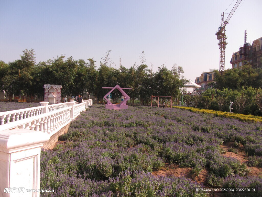 薰衣草花田景观