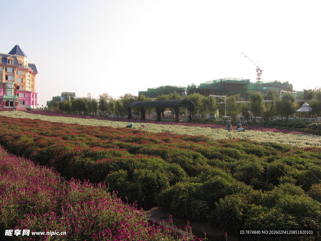 美丽花海旁的多彩建筑