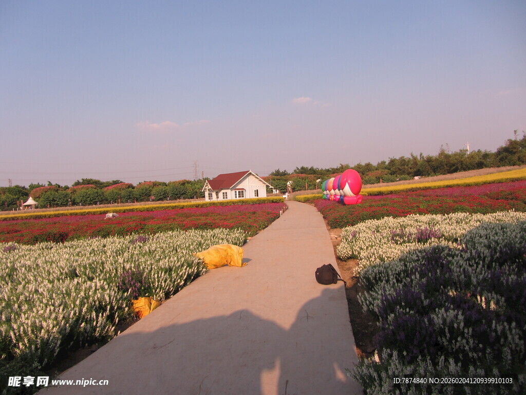 田园小路旁的多彩花田