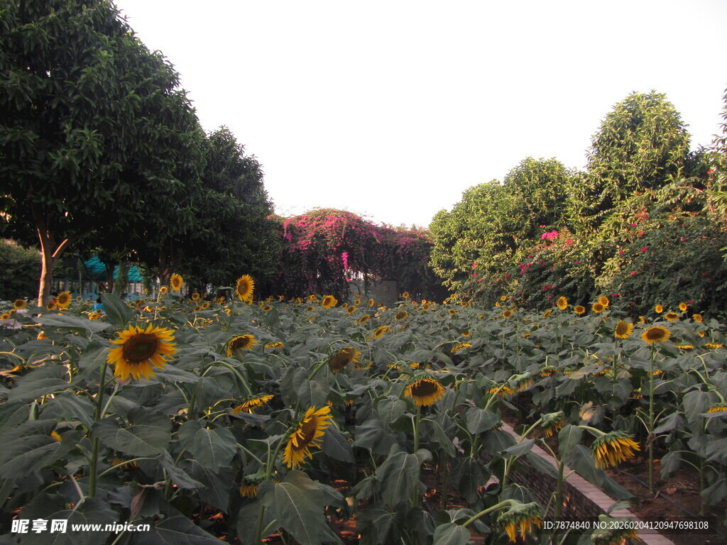 向日葵花田 绿意环绕美景
