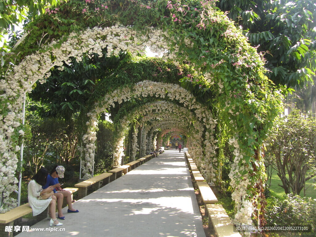 藤蔓覆盖的浪漫拱形步道