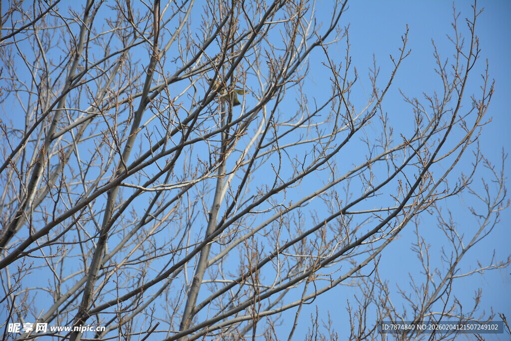 蓝天映衬下的光秃树枝
