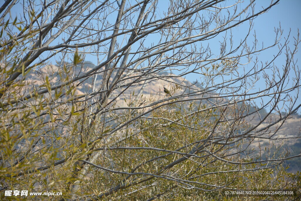 山间初绽的葱茏枝叶