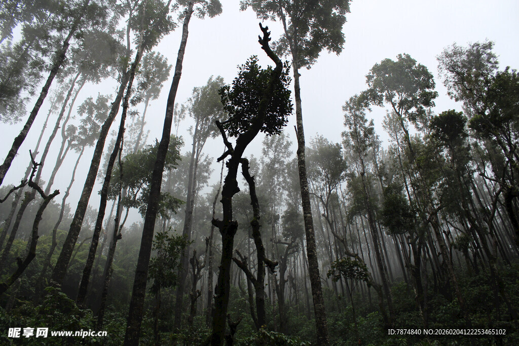 迷雾中的神秘森林