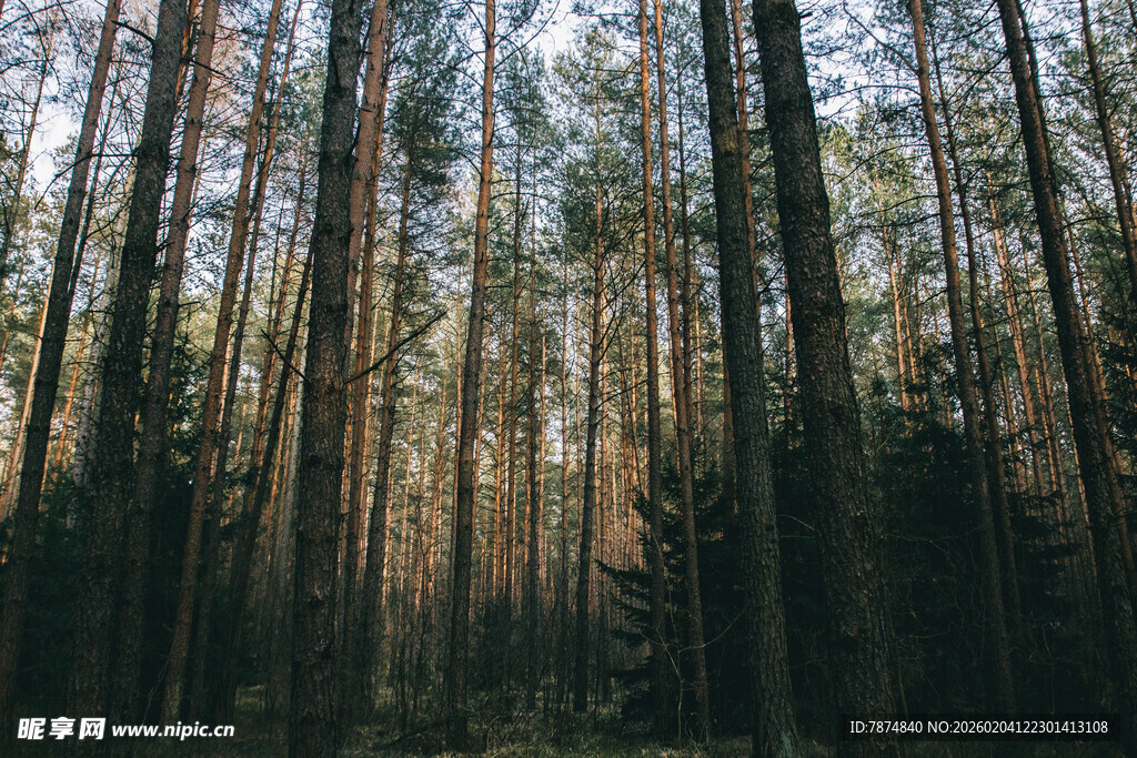 阳光洒落的静谧森林
