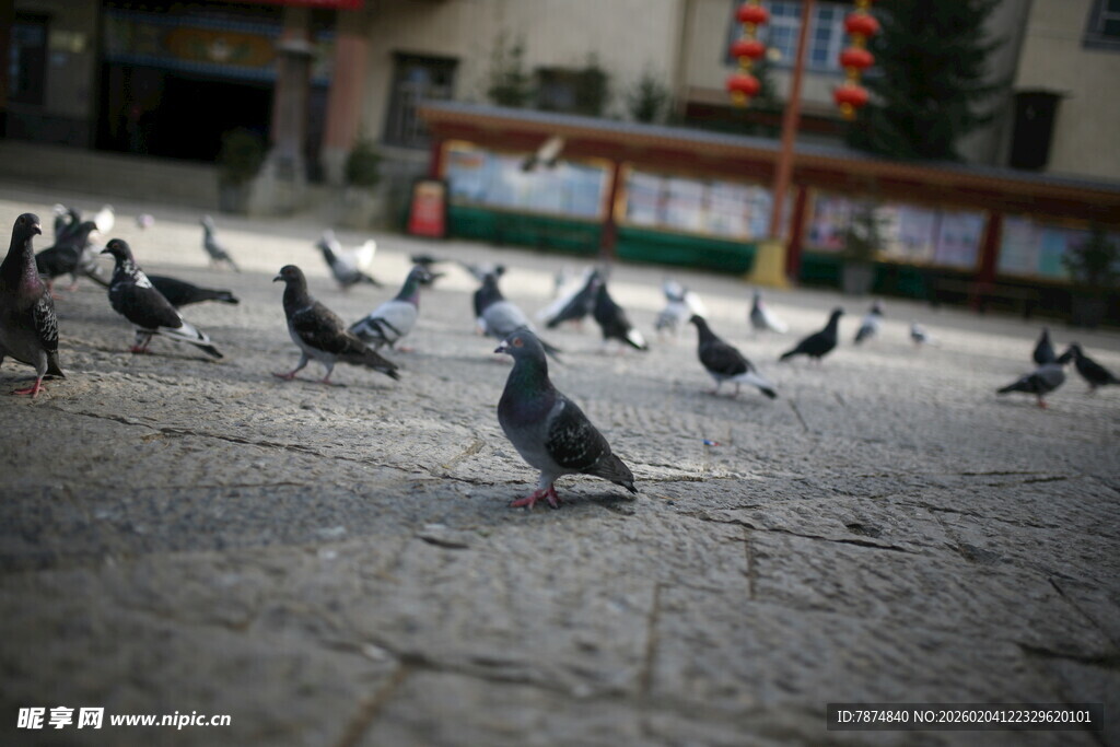 广场上的群鸽