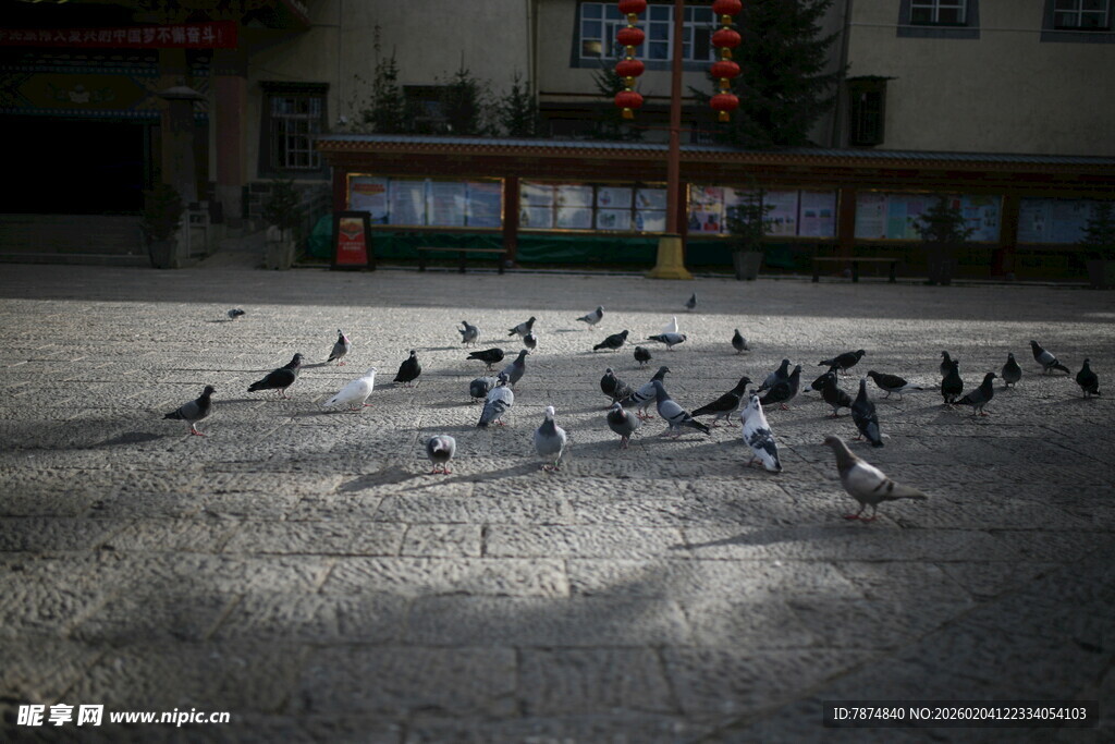 广场上群鸽聚集觅食