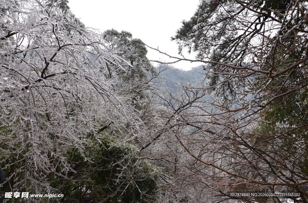 冬日覆雪山林景观