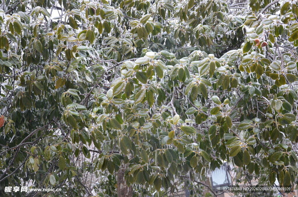 枝头覆雪的翠绿树木