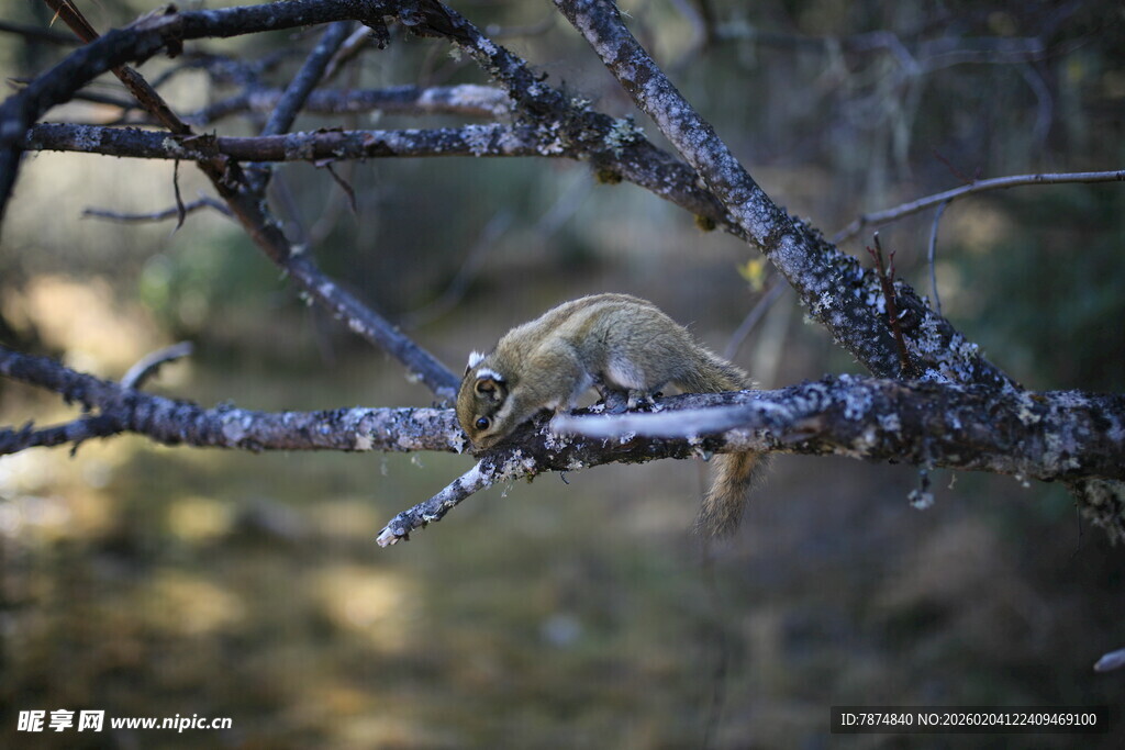 树枝上休憩的小松鼠