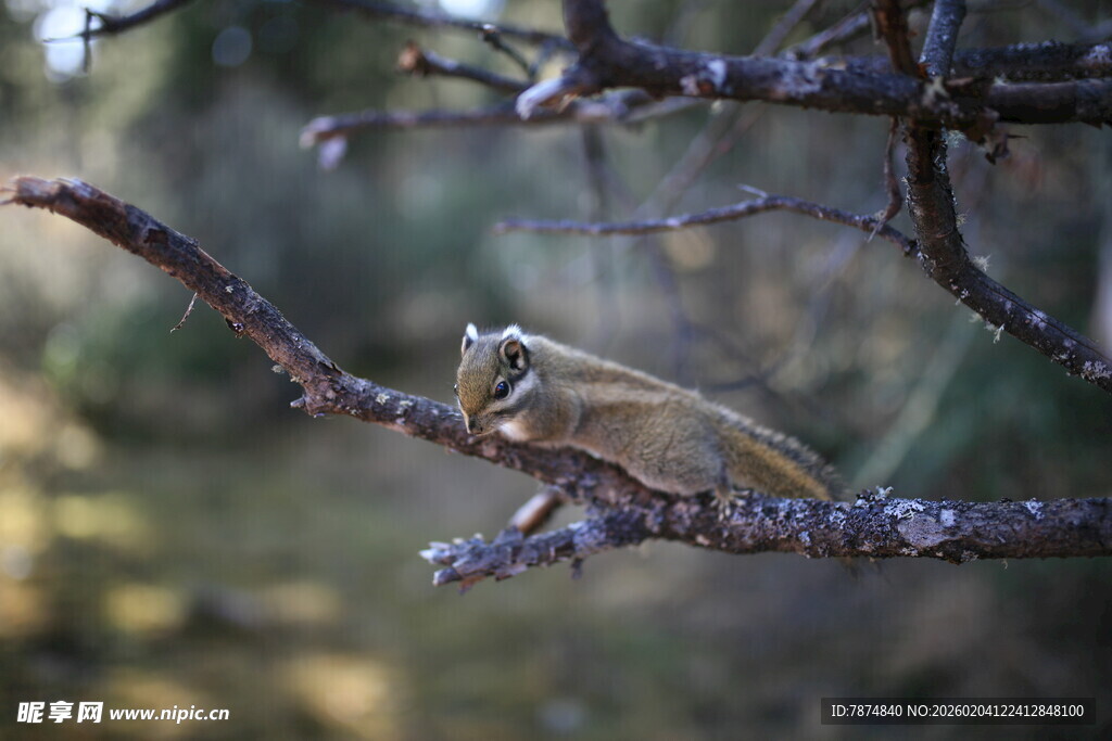 树枝上栖息的小松鼠