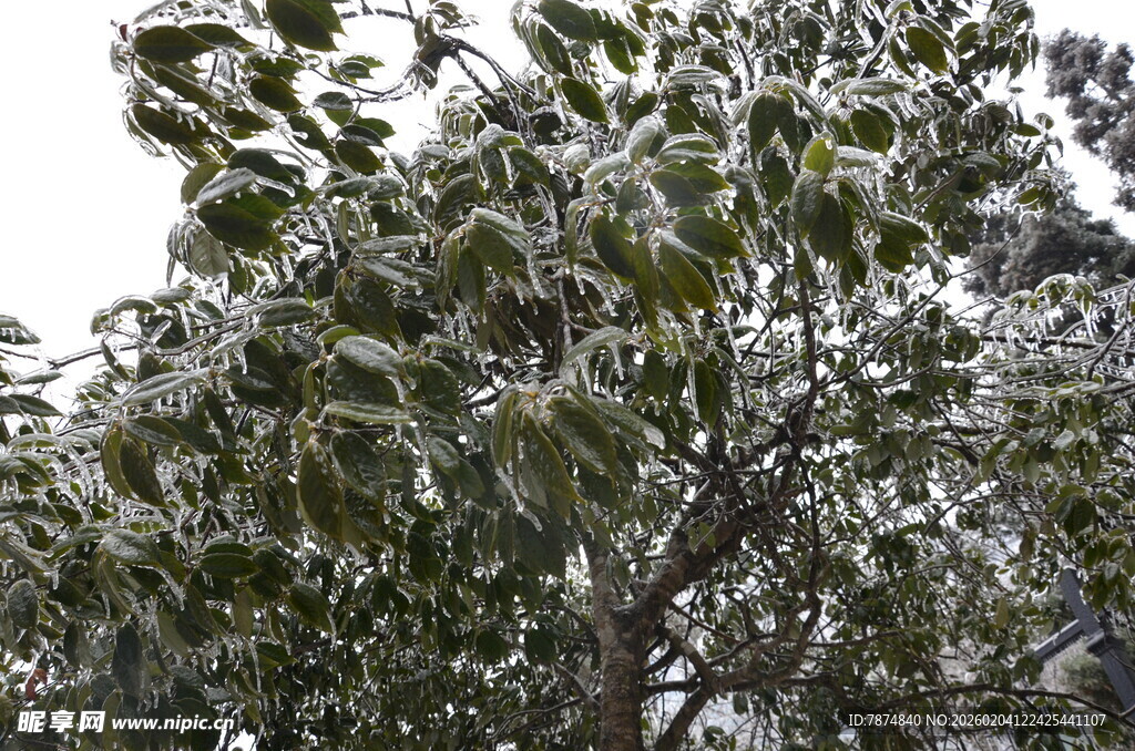 枝头覆雪的绿意景象