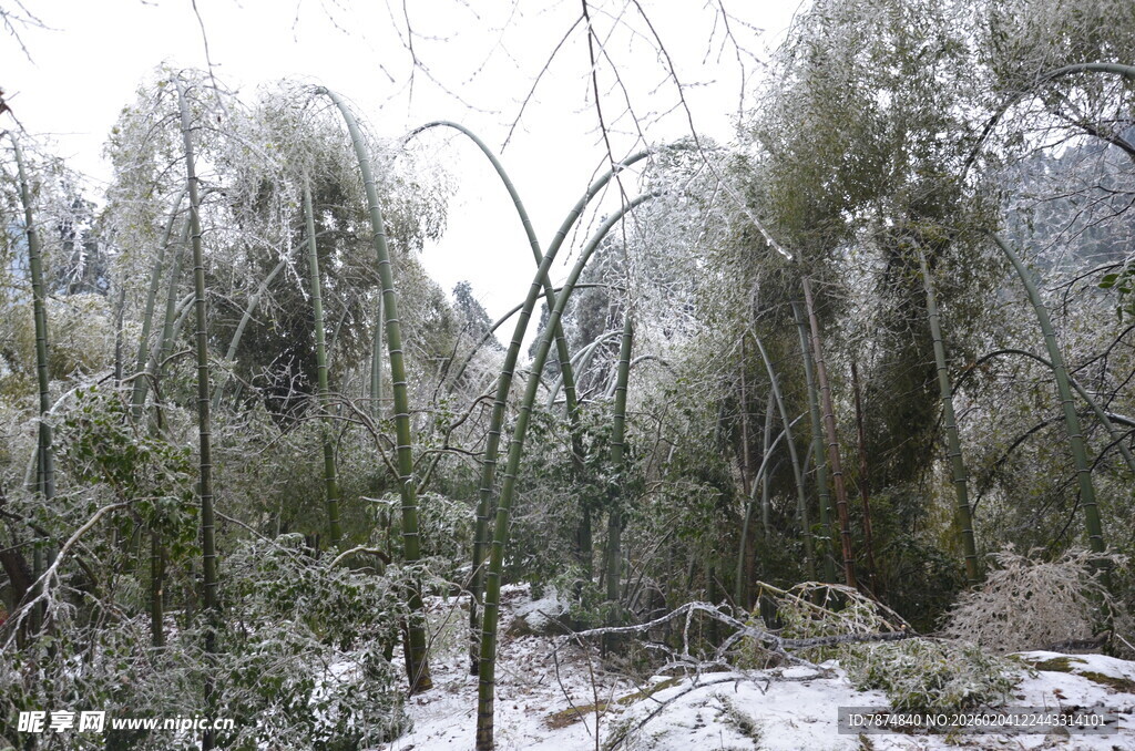 雪覆林间拱形植物景观