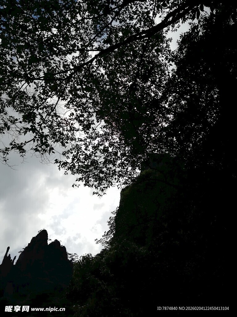 林间树梢望天空景象