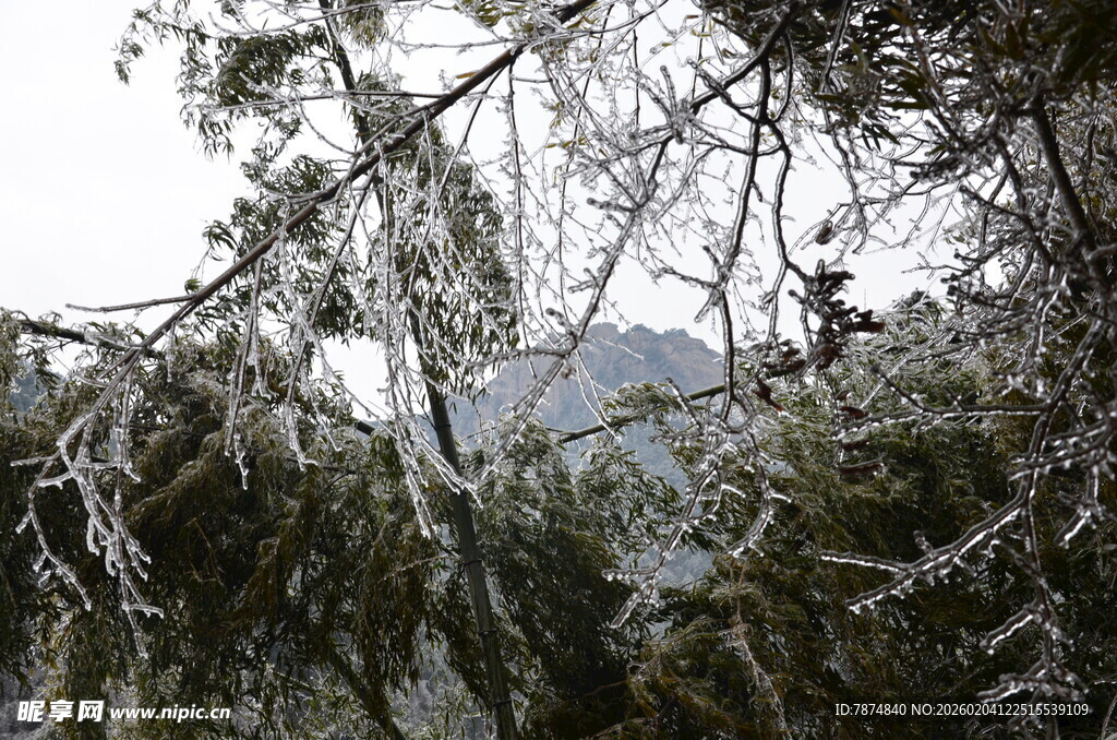 雪覆松枝美景