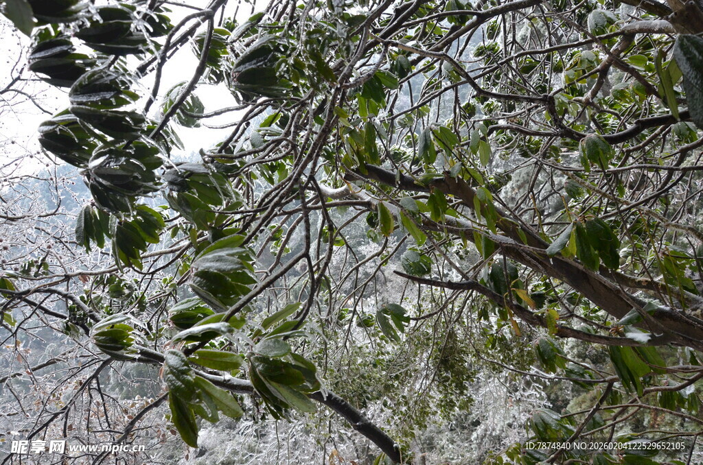 仰视茂密枝叶的树木