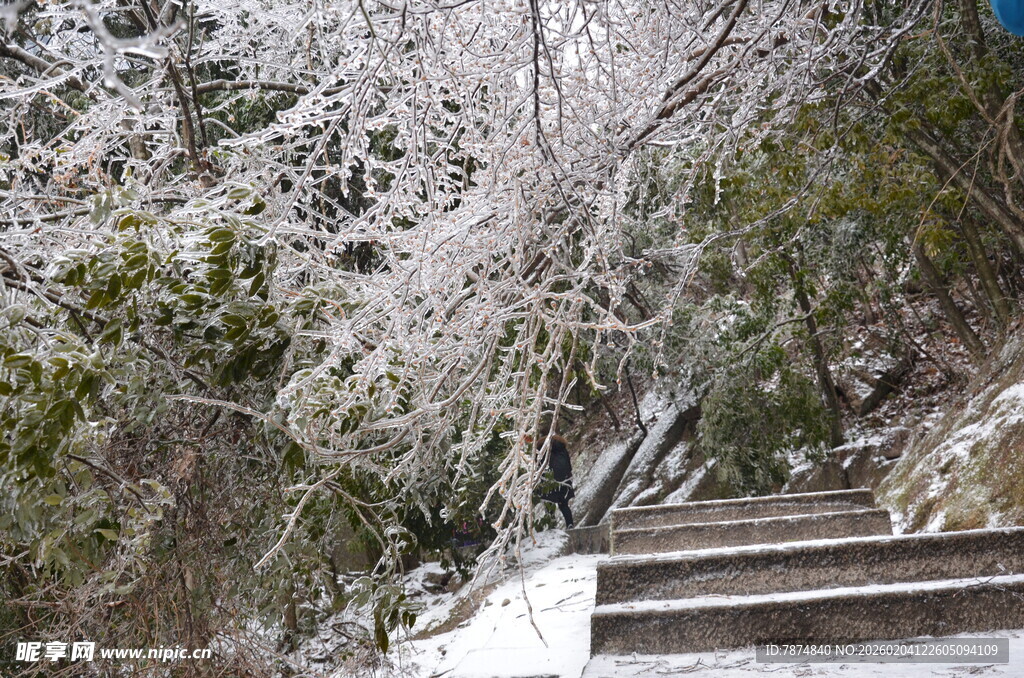雪覆台阶旁的葱郁树木