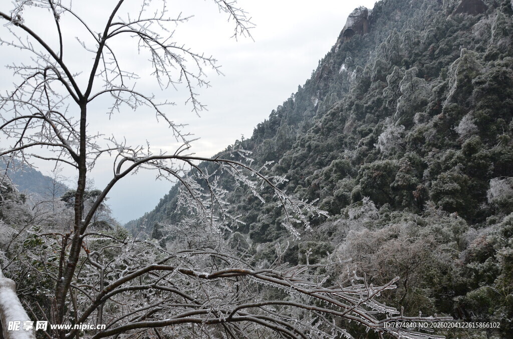 雪山下的山林景观