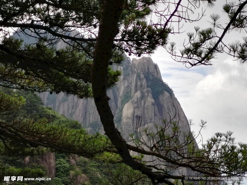 巍峨山峰旁的苍劲松树