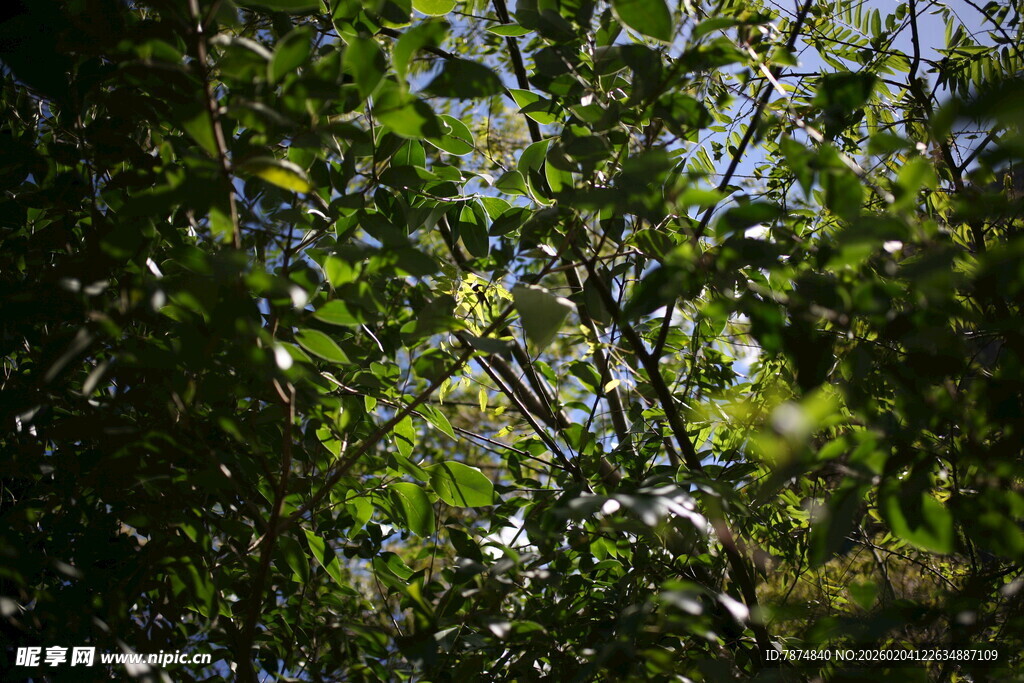 阳光洒落绿意盎然的树林