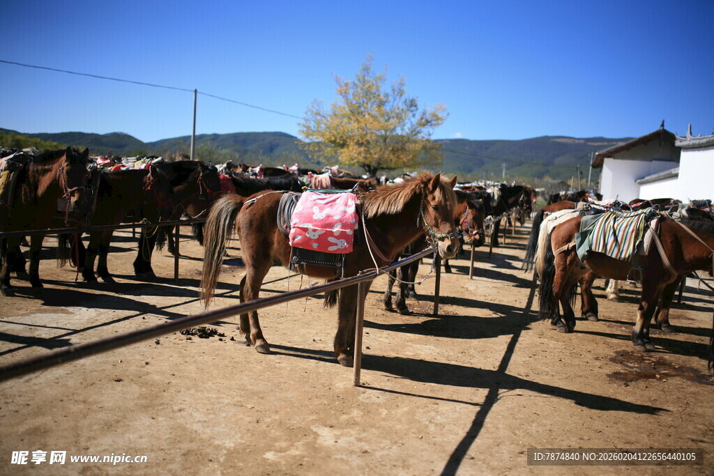 户外成群驮货马匹场景