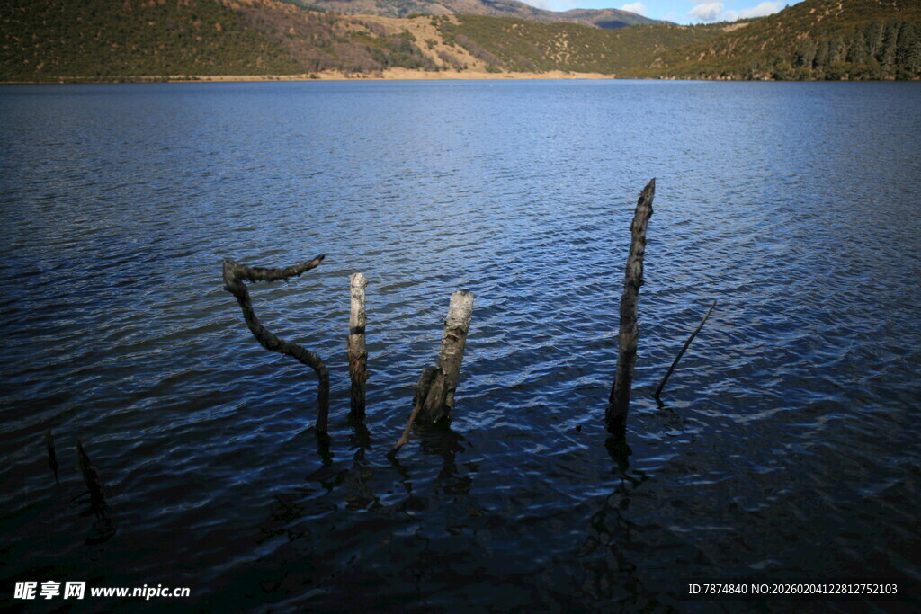 宁静湖面中的枯木景象