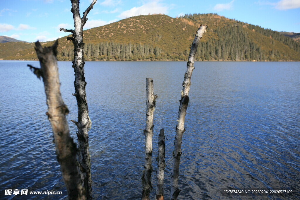 湖畔枯木 静谧湖景风光