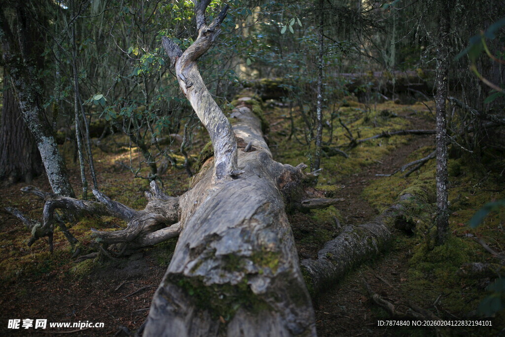森林中枯立的古老树干
