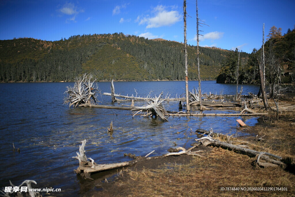 湖畔枯木与远山美景