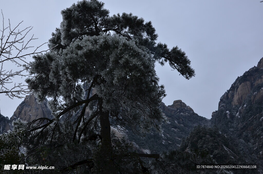 黄山劲松伴奇峰