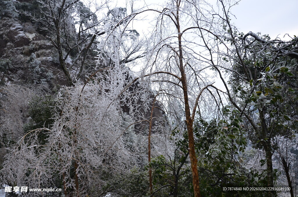 雾凇覆盖的树木景观