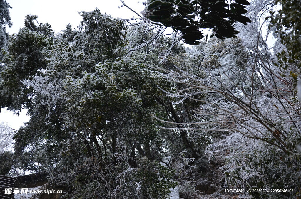 雪覆树木的冬日景致