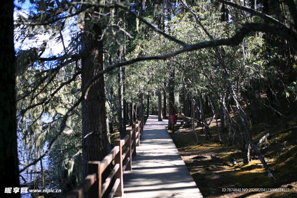 林间木栈道 静谧自然景