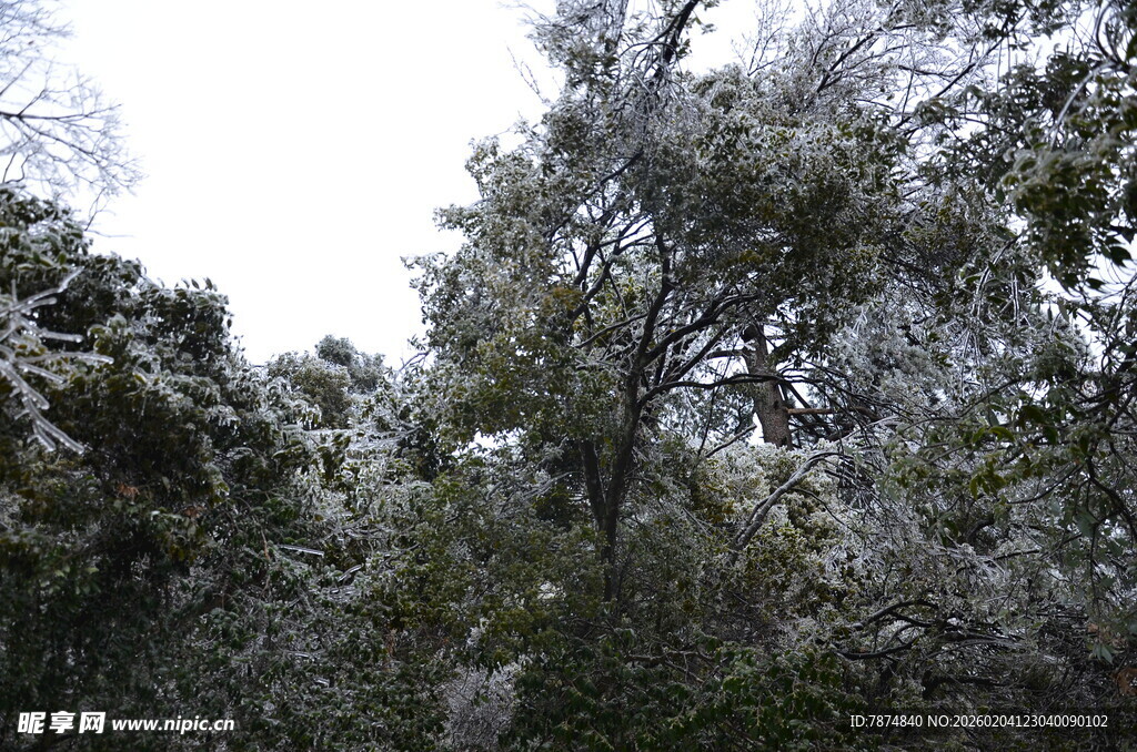 雪覆树林的冬日景致