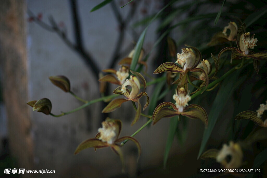 枝头绽放的素雅小花