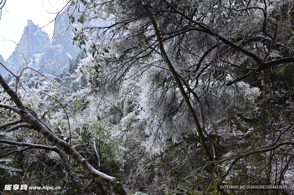山间覆雪树木景致