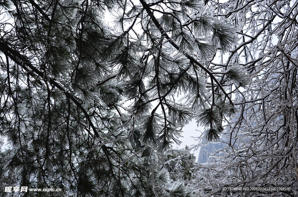 冬日松枝覆雪景象