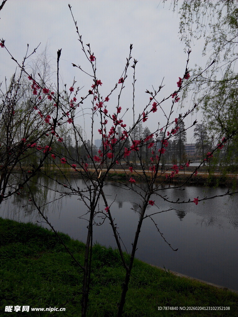 湖畔红梅绽放春景如画