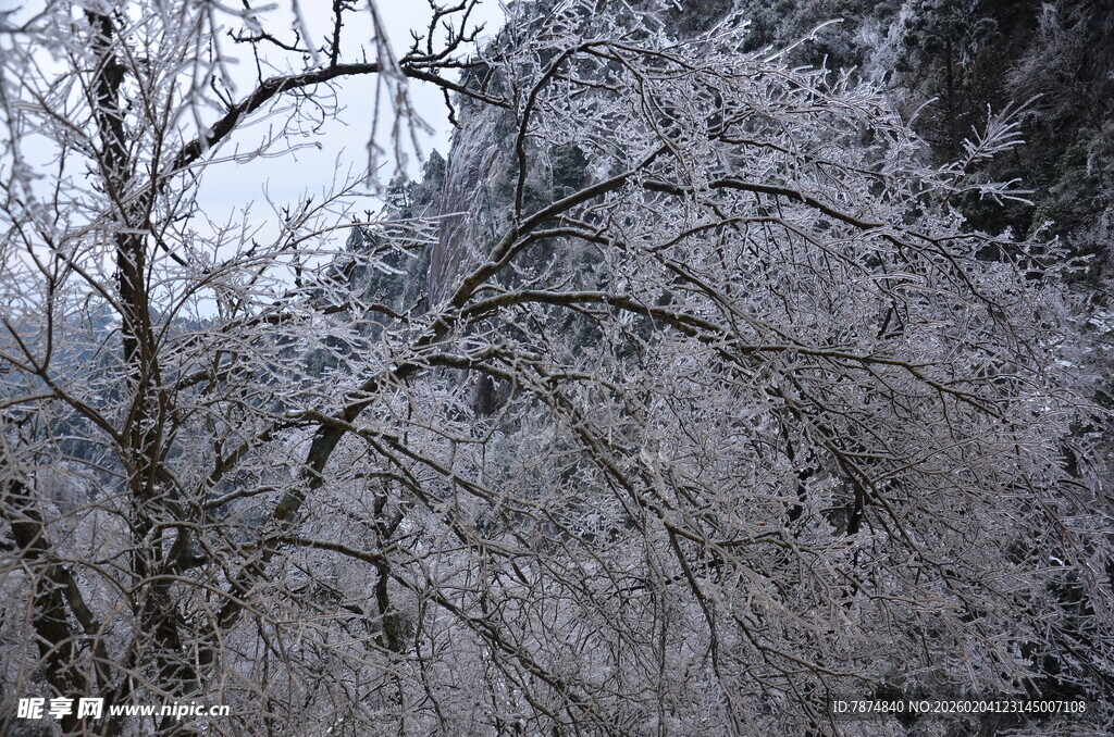 冬日银装素裹的树木景观