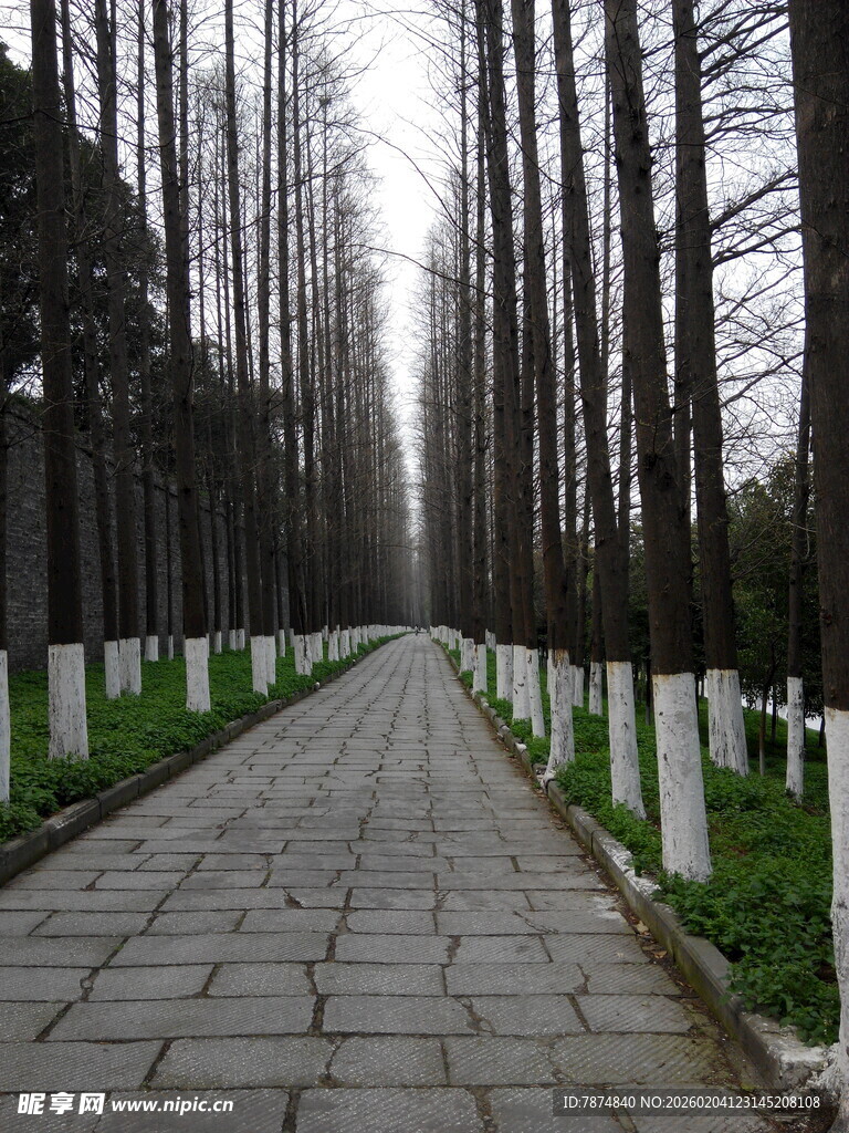 林间石板路 静谧自然景
