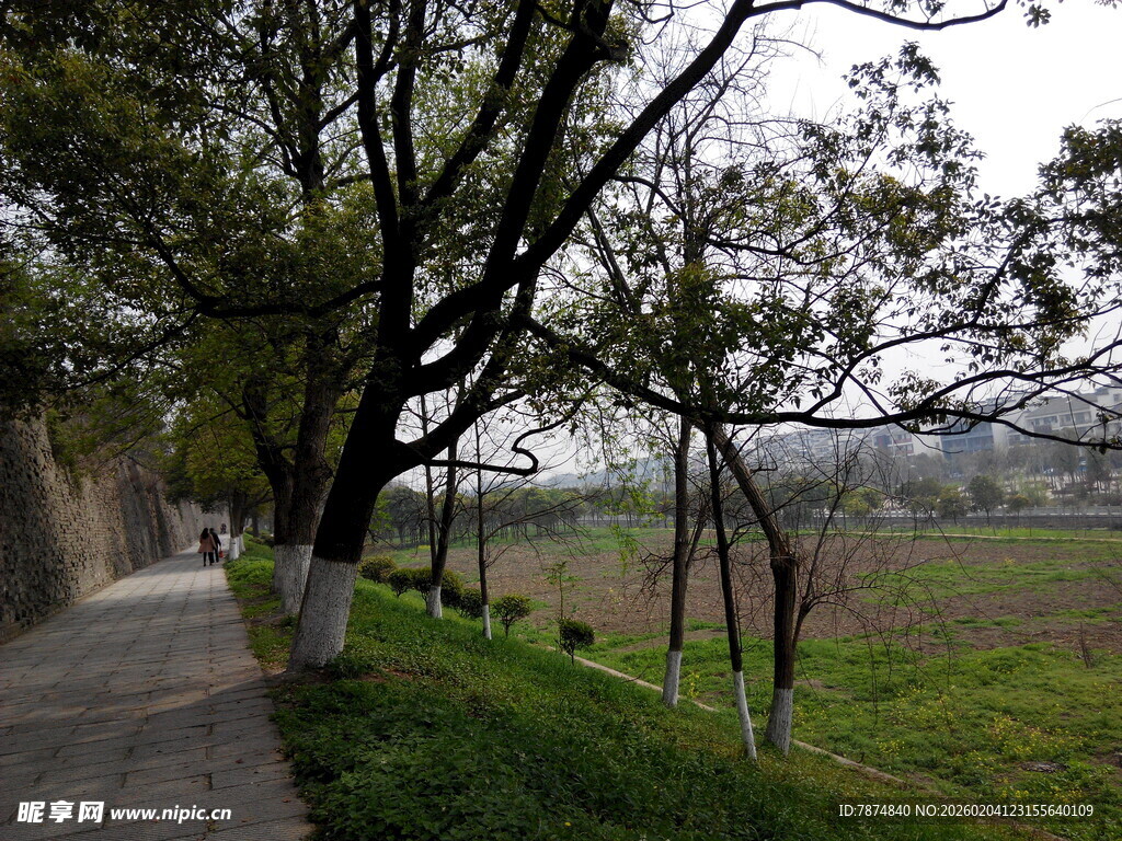乡间小路旁的树木与田野