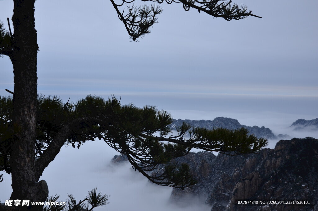 山间云雾中的苍松美景