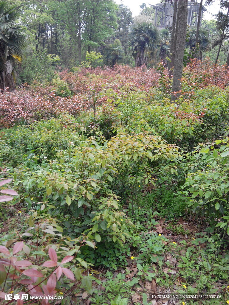 森林中的多彩灌木丛
