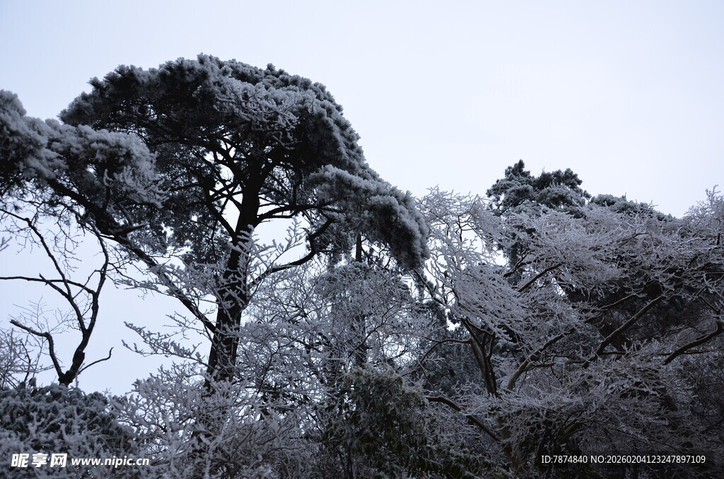 雪覆松树 尽显冬日景致
