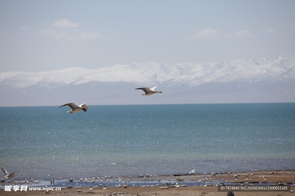 海边飞鸟 邂逅自然美景
