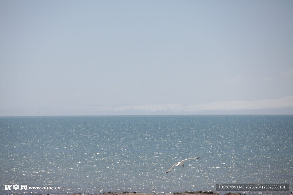 广阔海面 飞鸟翱翔